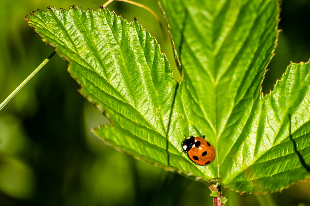 Ladybug