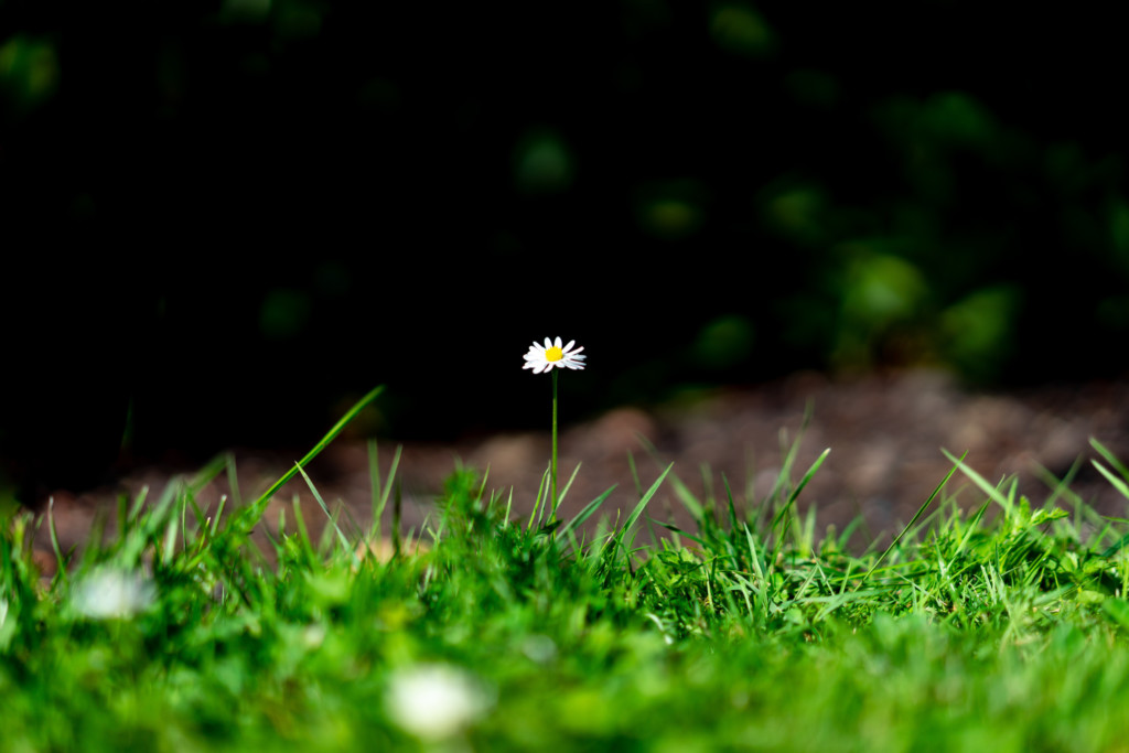 Daisy
