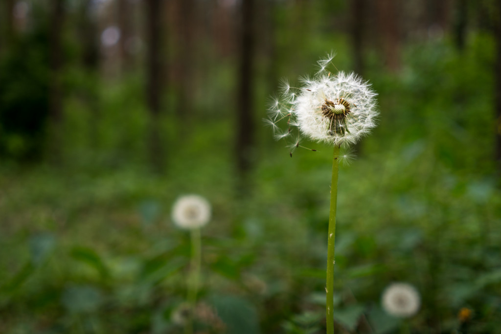 Dandelion