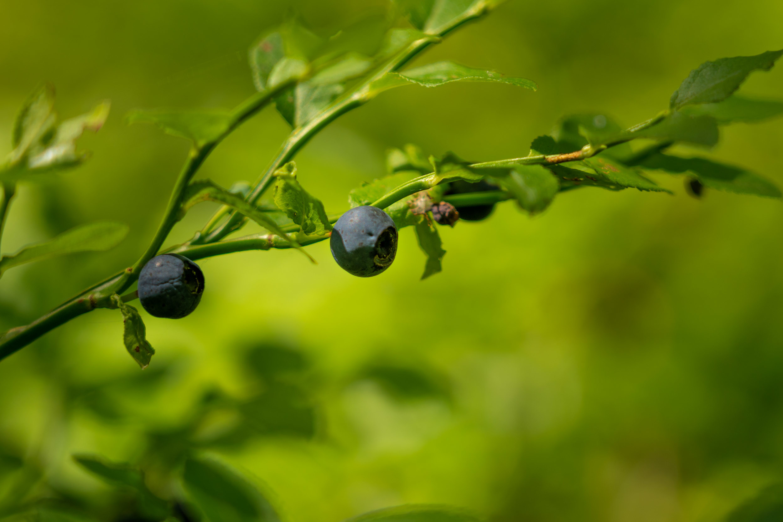 Blueberries
