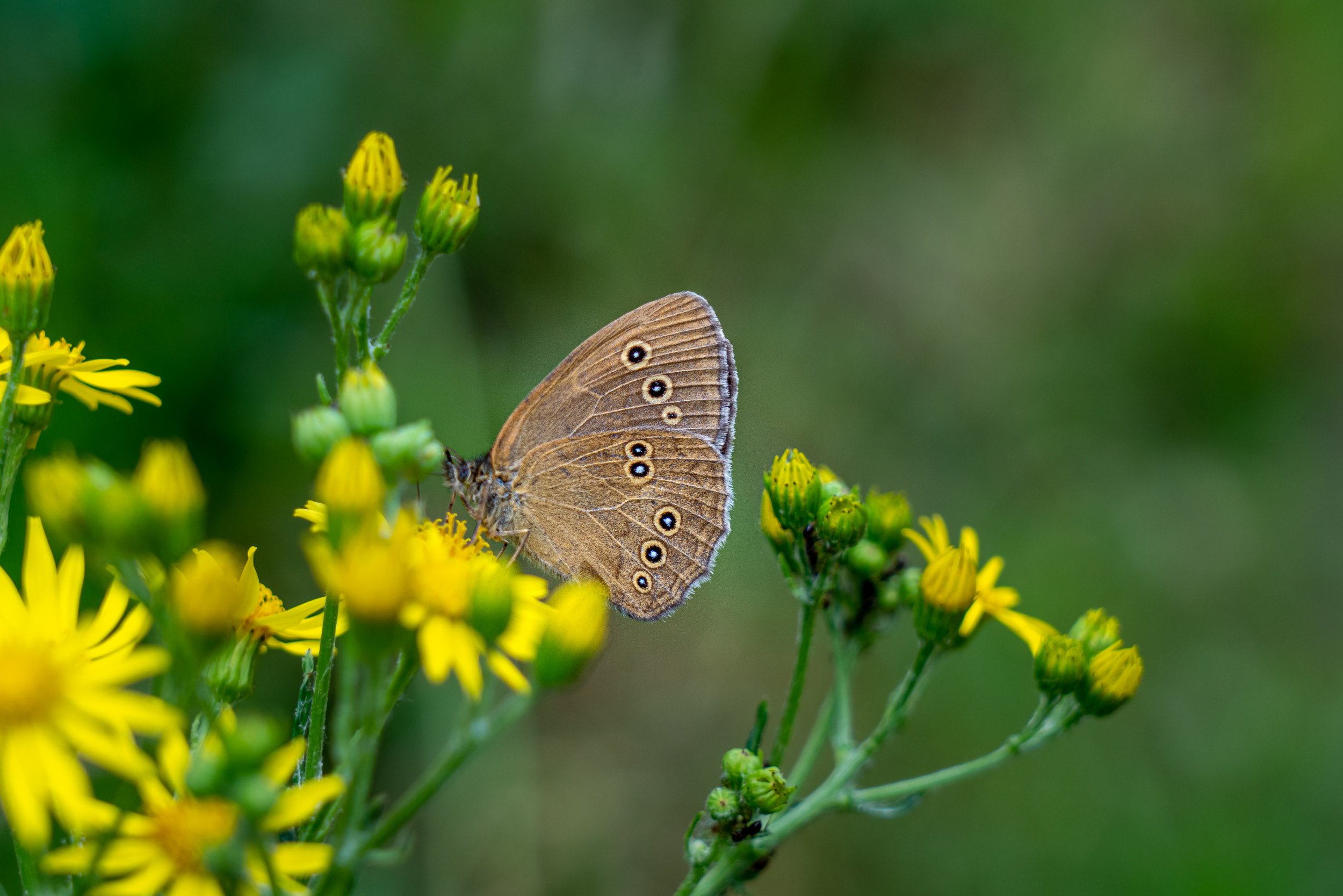 Mimicry