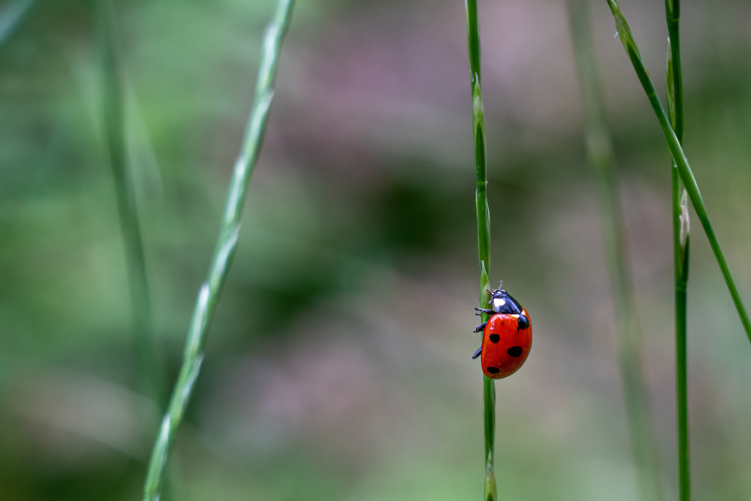 Vertical Life